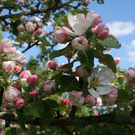 Gaestrum Gnottnehult Osterbymo Kültér fotó