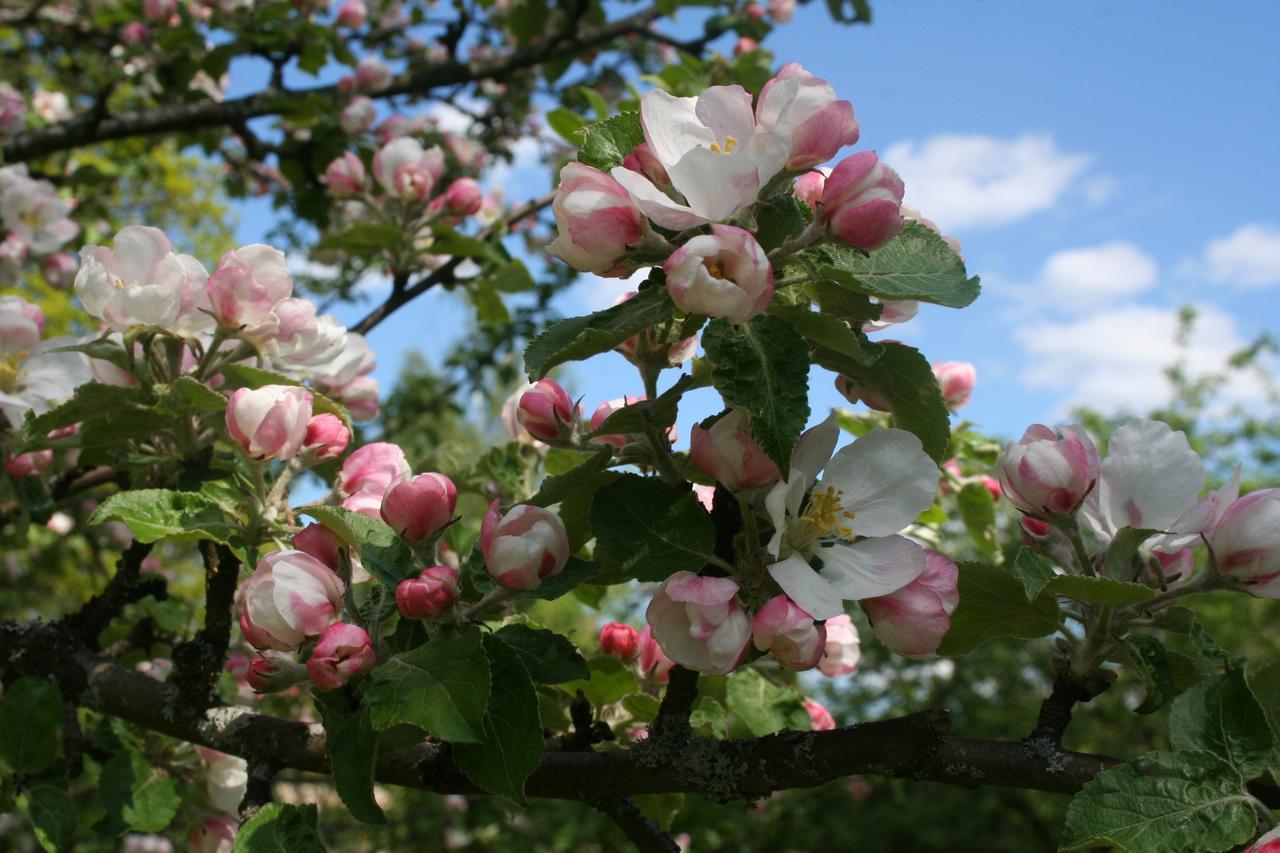 Gaestrum Gnottnehult Osterbymo Kültér fotó