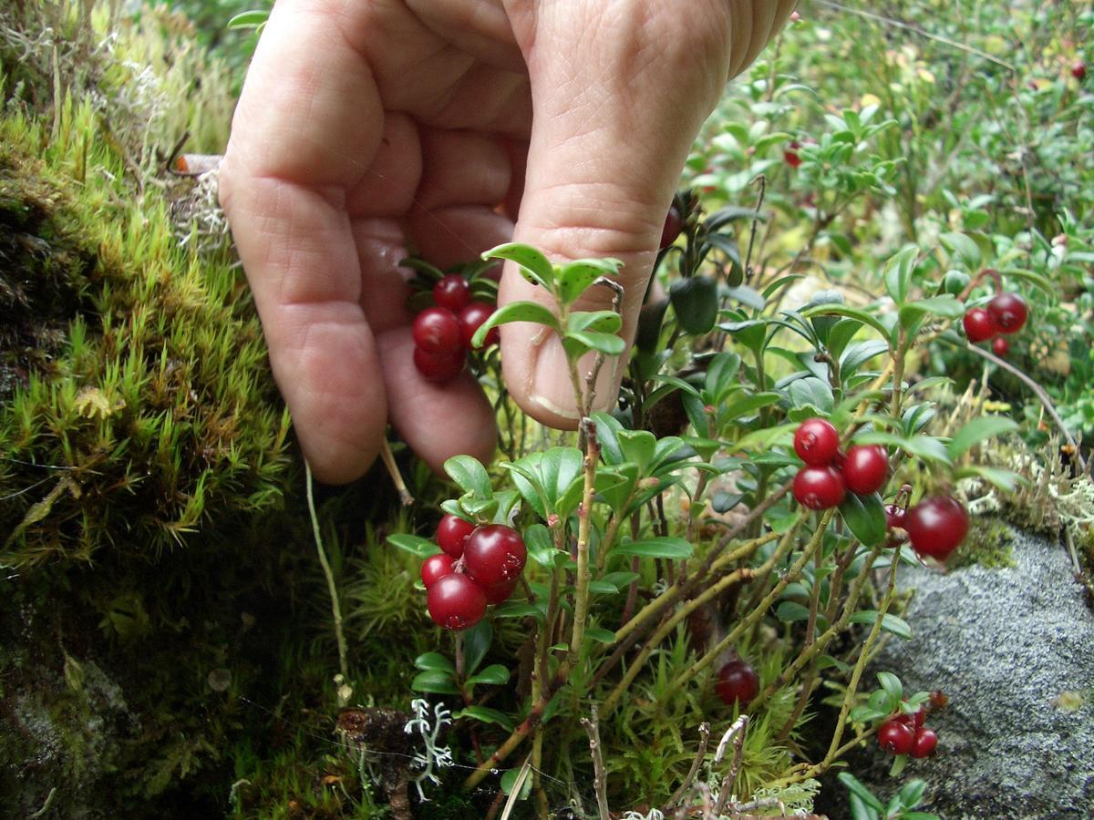 Gaestrum Gnottnehult Osterbymo Kültér fotó